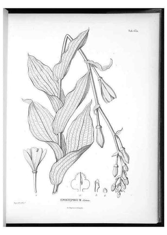 Reproducción/Reproduction 49556903127: Nova genera et species plantarum :. Antverpiae :Ex officina Christophori Plantini ...,1576.. 