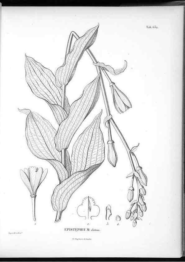 Reproducción/Reproduction 49556903127: Nova genera et species plantarum :. Antverpiae :Ex officina Christophori Plantini ...,1576.. 