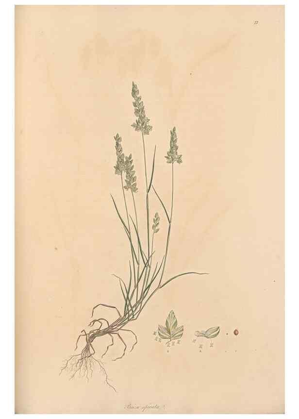 Reproducción/Reproduction 49556795431: Flora Graeca, sive, Plantarum rariorum historia, quas in provinciis aut insulis Graeciae /. Londini :Typis Richardi Taylor et socii, in Vico Shoe-Lane :MDCCCVI-MDCCCXL [1806-1840].. 