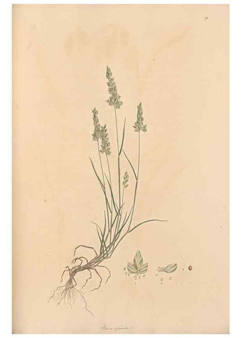 Reproducción/Reproduction 49556795431: Flora Graeca, sive, Plantarum rariorum historia, quas in provinciis aut insulis Graeciae /. Londini :Typis Richardi Taylor et socii, in Vico Shoe-Lane :MDCCCVI-MDCCCXL [1806-1840].. 