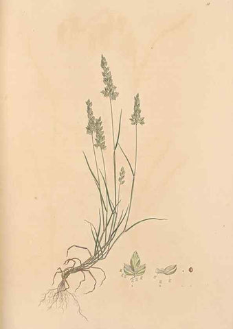 Reproducción/Reproduction 49556795431: Flora Graeca, sive, Plantarum rariorum historia, quas in provinciis aut insulis Graeciae /. Londini :Typis Richardi Taylor et socii, in Vico Shoe-Lane :MDCCCVI-MDCCCXL [1806-1840].. 