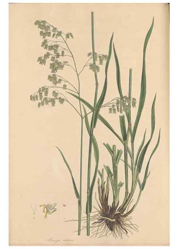 Reproducción/Reproduction 49556794661: Flora Graeca, sive, Plantarum rariorum historia, quas in provinciis aut insulis Graeciae /. Londini :Typis Richardi Taylor et socii, in Vico Shoe-Lane :MDCCCVI-MDCCCXL [1806-1840].. 