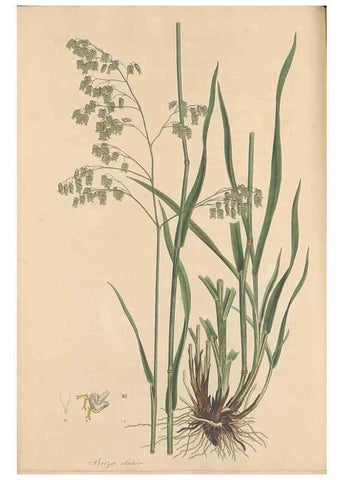 Reproducción/Reproduction 49556794661: Flora Graeca, sive, Plantarum rariorum historia, quas in provinciis aut insulis Graeciae /. Londini :Typis Richardi Taylor et socii, in Vico Shoe-Lane :MDCCCVI-MDCCCXL [1806-1840].. 