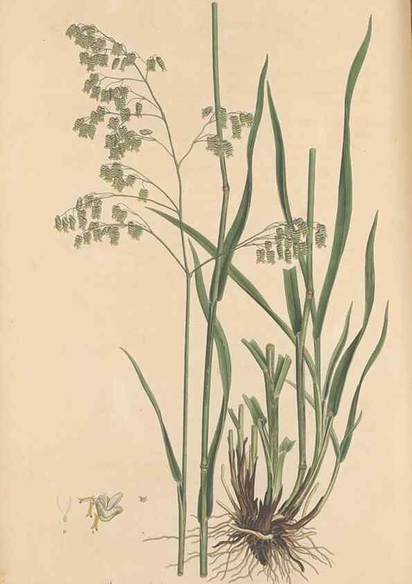 Reproducción/Reproduction 49556794661: Flora Graeca, sive, Plantarum rariorum historia, quas in provinciis aut insulis Graeciae /. Londini :Typis Richardi Taylor et socii, in Vico Shoe-Lane :MDCCCVI-MDCCCXL [1806-1840].. 