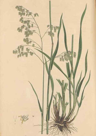 Reproducción/Reproduction 49556794661: Flora Graeca, sive, Plantarum rariorum historia, quas in provinciis aut insulis Graeciae /. Londini :Typis Richardi Taylor et socii, in Vico Shoe-Lane :MDCCCVI-MDCCCXL [1806-1840].. 