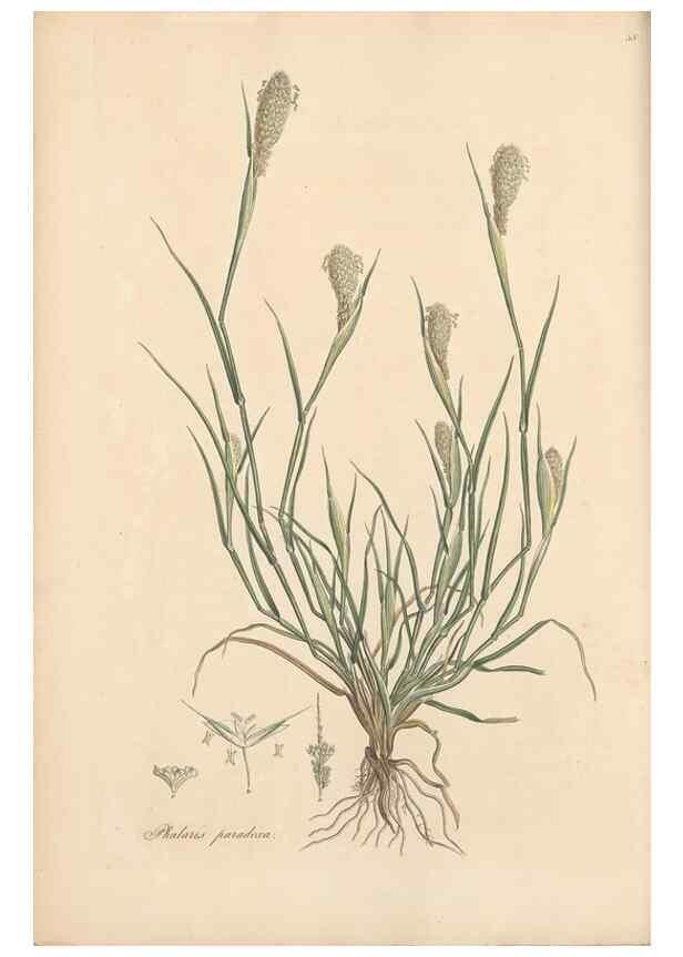 Reproducción/Reproduction 49556292558: Flora Graeca, sive, Plantarum rariorum historia, quas in provinciis aut insulis Graeciae /. Londini :Typis Richardi Taylor et socii, in Vico Shoe-Lane :MDCCCVI-MDCCCXL [1806-1840].. 