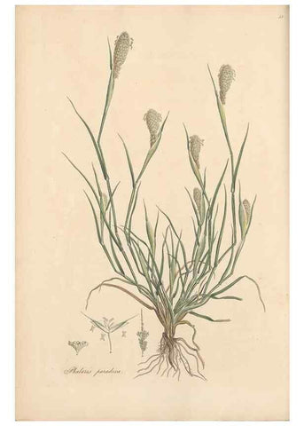 Reproducción/Reproduction 49556292558: Flora Graeca, sive, Plantarum rariorum historia, quas in provinciis aut insulis Graeciae /. Londini :Typis Richardi Taylor et socii, in Vico Shoe-Lane :MDCCCVI-MDCCCXL [1806-1840].. 