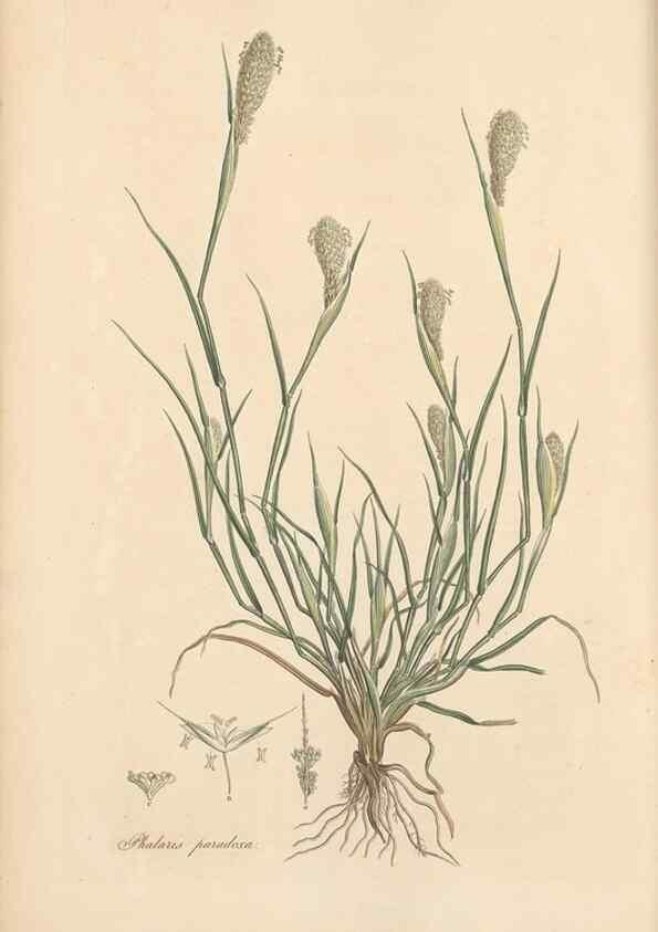 Reproducción/Reproduction 49556292558: Flora Graeca, sive, Plantarum rariorum historia, quas in provinciis aut insulis Graeciae /. Londini :Typis Richardi Taylor et socii, in Vico Shoe-Lane :MDCCCVI-MDCCCXL [1806-1840].. 