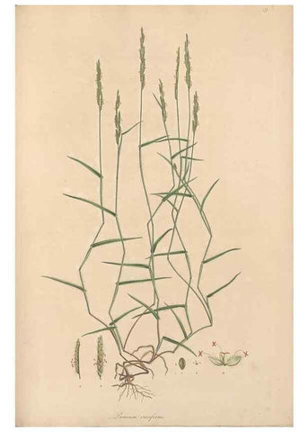 Reproducción/Reproduction 49556292953: Flora Graeca, sive, Plantarum rariorum historia, quas in provinciis aut insulis Graeciae /. Londini :Typis Richardi Taylor et socii, in Vico Shoe-Lane :MDCCCVI-MDCCCXL [1806-1840].. 
