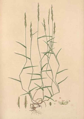 Reproducción/Reproduction 49556292953: Flora Graeca, sive, Plantarum rariorum historia, quas in provinciis aut insulis Graeciae /. Londini :Typis Richardi Taylor et socii, in Vico Shoe-Lane :MDCCCVI-MDCCCXL [1806-1840].. 