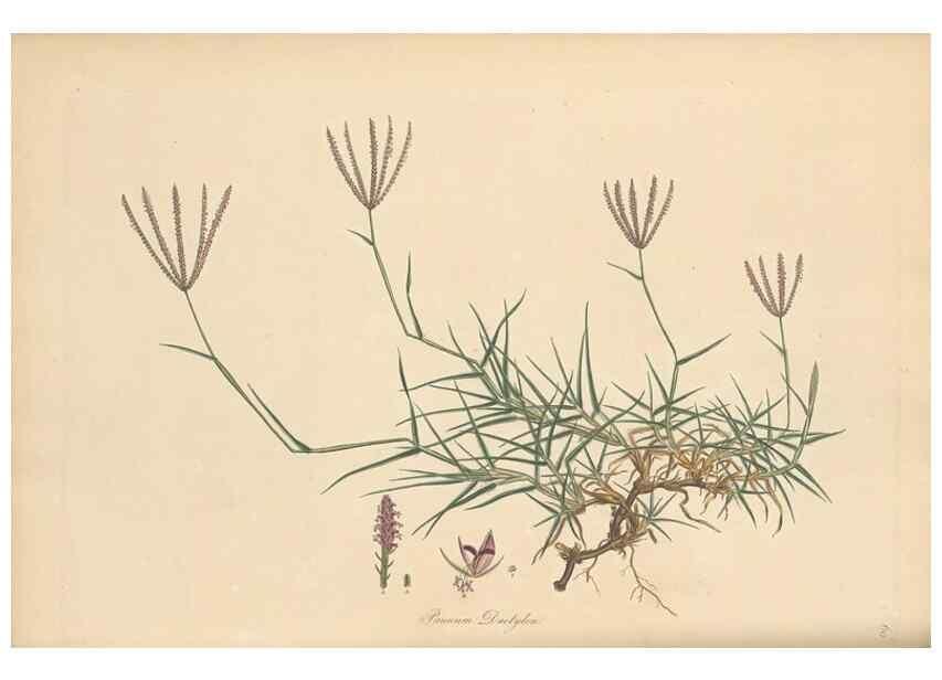 Reproducción/Reproduction 49556789911: Flora Graeca, sive, Plantarum rariorum historia, quas in provinciis aut insulis Graeciae /. Londini :Typis Richardi Taylor et socii, in Vico Shoe-Lane :MDCCCVI-MDCCCXL [1806-1840].. 