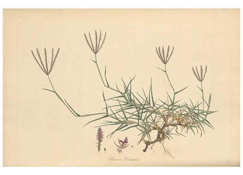 Reproducción/Reproduction 49556789911: Flora Graeca, sive, Plantarum rariorum historia, quas in provinciis aut insulis Graeciae /. Londini :Typis Richardi Taylor et socii, in Vico Shoe-Lane :MDCCCVI-MDCCCXL [1806-1840].. 