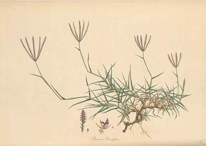 Reproducción/Reproduction 49556789911: Flora Graeca, sive, Plantarum rariorum historia, quas in provinciis aut insulis Graeciae /. Londini :Typis Richardi Taylor et socii, in Vico Shoe-Lane :MDCCCVI-MDCCCXL [1806-1840].. 