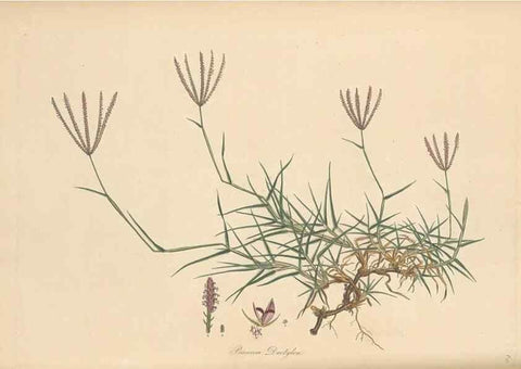 Reproducción/Reproduction 49556789911: Flora Graeca, sive, Plantarum rariorum historia, quas in provinciis aut insulis Graeciae /. Londini :Typis Richardi Taylor et socii, in Vico Shoe-Lane :MDCCCVI-MDCCCXL [1806-1840].. 