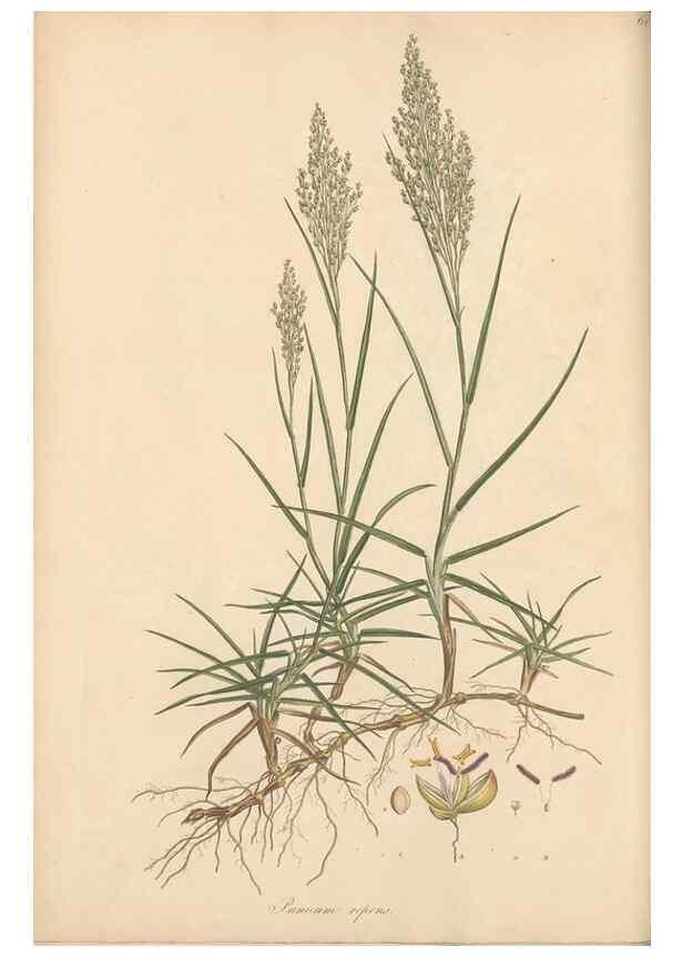 Reproducción/Reproduction 49556790311: Flora Graeca, sive, Plantarum rariorum historia, quas in provinciis aut insulis Graeciae /. Londini :Typis Richardi Taylor et socii, in Vico Shoe-Lane :MDCCCVI-MDCCCXL [1806-1840].. 