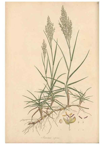 Reproducción/Reproduction 49556790311: Flora Graeca, sive, Plantarum rariorum historia, quas in provinciis aut insulis Graeciae /. Londini :Typis Richardi Taylor et socii, in Vico Shoe-Lane :MDCCCVI-MDCCCXL [1806-1840].. 