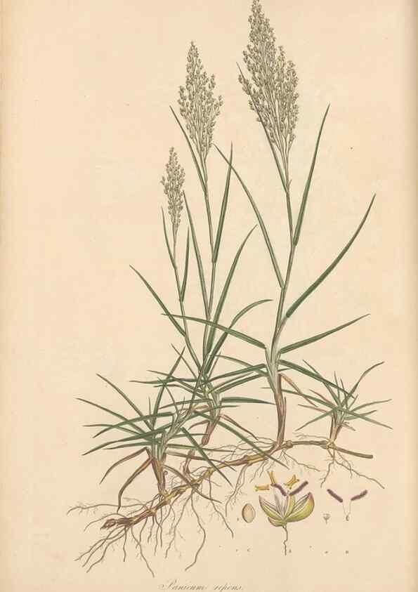 Reproducción/Reproduction 49556790311: Flora Graeca, sive, Plantarum rariorum historia, quas in provinciis aut insulis Graeciae /. Londini :Typis Richardi Taylor et socii, in Vico Shoe-Lane :MDCCCVI-MDCCCXL [1806-1840].. 