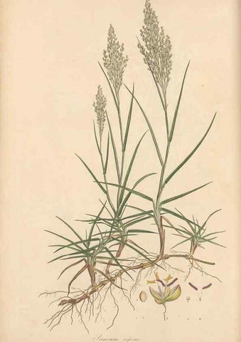 Reproducción/Reproduction 49556790311: Flora Graeca, sive, Plantarum rariorum historia, quas in provinciis aut insulis Graeciae /. Londini :Typis Richardi Taylor et socii, in Vico Shoe-Lane :MDCCCVI-MDCCCXL [1806-1840].. 