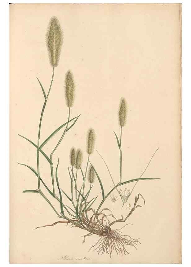 Reproducción/Reproduction 49556294103: Flora Graeca, sive, Plantarum rariorum historia, quas in provinciis aut insulis Graeciae /. Londini :Typis Richardi Taylor et socii, in Vico Shoe-Lane :MDCCCVI-MDCCCXL [1806-1840].. 