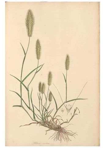 Reproducción/Reproduction 49556294103: Flora Graeca, sive, Plantarum rariorum historia, quas in provinciis aut insulis Graeciae /. Londini :Typis Richardi Taylor et socii, in Vico Shoe-Lane :MDCCCVI-MDCCCXL [1806-1840].. 