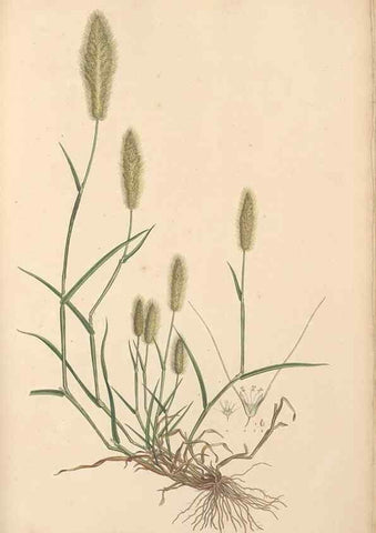Reproducción/Reproduction 49556294103: Flora Graeca, sive, Plantarum rariorum historia, quas in provinciis aut insulis Graeciae /. Londini :Typis Richardi Taylor et socii, in Vico Shoe-Lane :MDCCCVI-MDCCCXL [1806-1840].. 