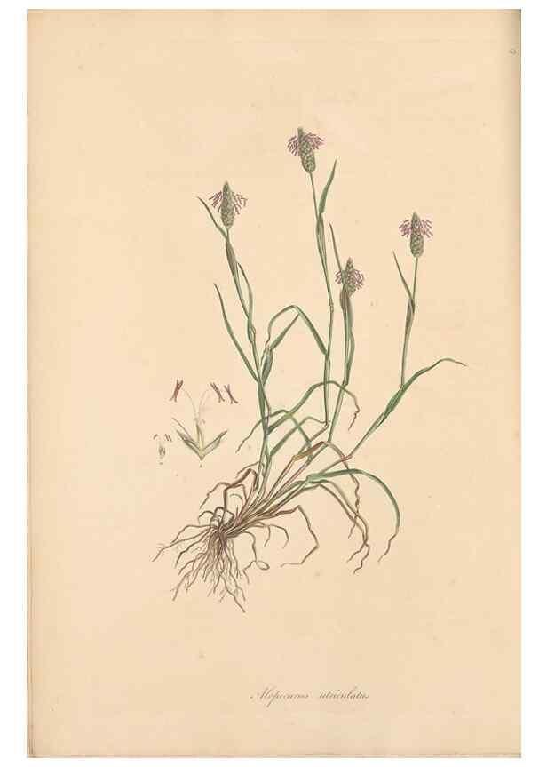 Reproducción/Reproduction 49556791106: Flora Graeca, sive, Plantarum rariorum historia, quas in provinciis aut insulis Graeciae /. Londini :Typis Richardi Taylor et socii, in Vico Shoe-Lane :MDCCCVI-MDCCCXL [1806-1840].. 