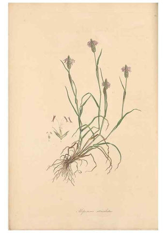 Reproducción/Reproduction 49556791106: Flora Graeca, sive, Plantarum rariorum historia, quas in provinciis aut insulis Graeciae /. Londini :Typis Richardi Taylor et socii, in Vico Shoe-Lane :MDCCCVI-MDCCCXL [1806-1840].. 
