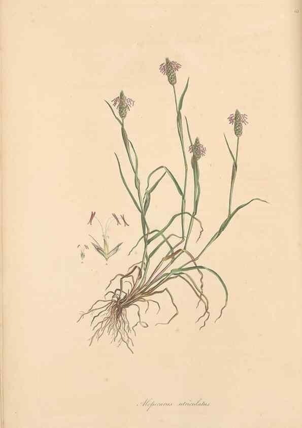 Reproducción/Reproduction 49556791106: Flora Graeca, sive, Plantarum rariorum historia, quas in provinciis aut insulis Graeciae /. Londini :Typis Richardi Taylor et socii, in Vico Shoe-Lane :MDCCCVI-MDCCCXL [1806-1840].. 
