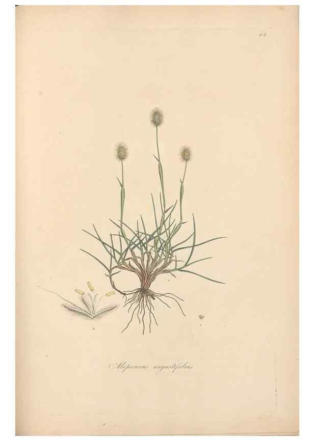 Reproducción/Reproduction 49556791451: Flora Graeca, sive, Plantarum rariorum historia, quas in provinciis aut insulis Graeciae /. Londini :Typis Richardi Taylor et socii, in Vico Shoe-Lane :MDCCCVI-MDCCCXL [1806-1840].. 