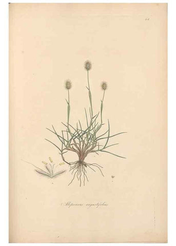 Reproducción/Reproduction 49556791451: Flora Graeca, sive, Plantarum rariorum historia, quas in provinciis aut insulis Graeciae /. Londini :Typis Richardi Taylor et socii, in Vico Shoe-Lane :MDCCCVI-MDCCCXL [1806-1840].. 