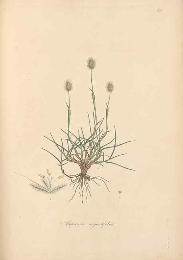 Reproducción/Reproduction 49556791451: Flora Graeca, sive, Plantarum rariorum historia, quas in provinciis aut insulis Graeciae /. Londini :Typis Richardi Taylor et socii, in Vico Shoe-Lane :MDCCCVI-MDCCCXL [1806-1840].. 