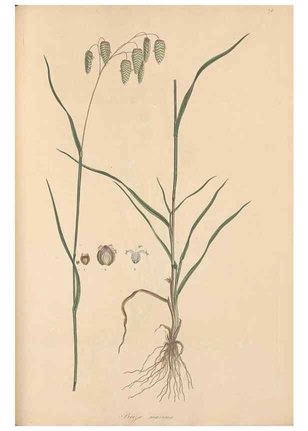 Reproducción/Reproduction 49556795066: Flora Graeca, sive, Plantarum rariorum historia, quas in provinciis aut insulis Graeciae /. Londini :Typis Richardi Taylor et socii, in Vico Shoe-Lane :MDCCCVI-MDCCCXL [1806-1840].. 