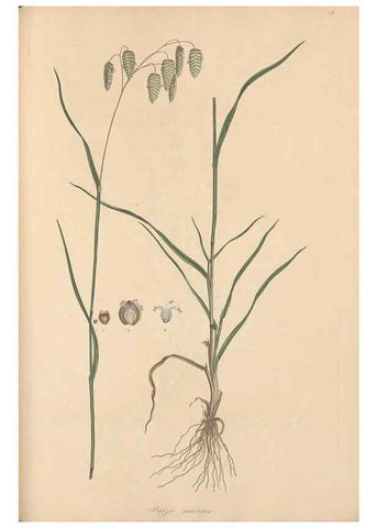 Reproducción/Reproduction 49556795066: Flora Graeca, sive, Plantarum rariorum historia, quas in provinciis aut insulis Graeciae /. Londini :Typis Richardi Taylor et socii, in Vico Shoe-Lane :MDCCCVI-MDCCCXL [1806-1840].. 