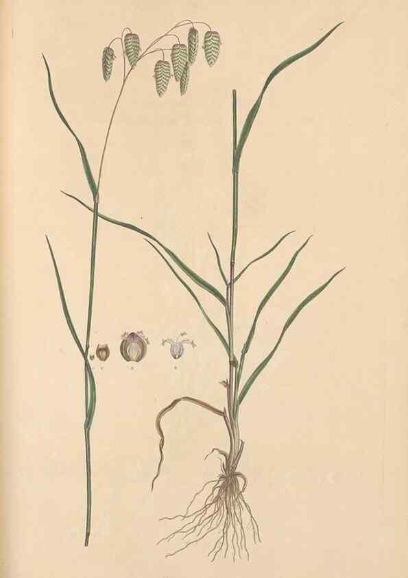 Reproducción/Reproduction 49556795066: Flora Graeca, sive, Plantarum rariorum historia, quas in provinciis aut insulis Graeciae /. Londini :Typis Richardi Taylor et socii, in Vico Shoe-Lane :MDCCCVI-MDCCCXL [1806-1840].. 