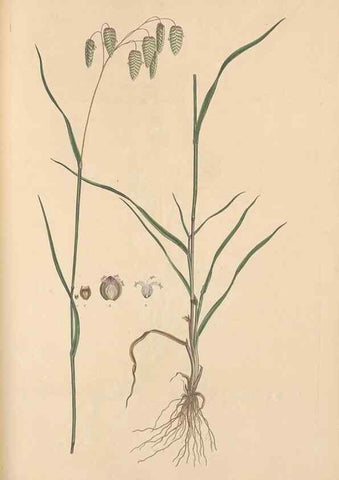 Reproducción/Reproduction 49556795066: Flora Graeca, sive, Plantarum rariorum historia, quas in provinciis aut insulis Graeciae /. Londini :Typis Richardi Taylor et socii, in Vico Shoe-Lane :MDCCCVI-MDCCCXL [1806-1840].. 