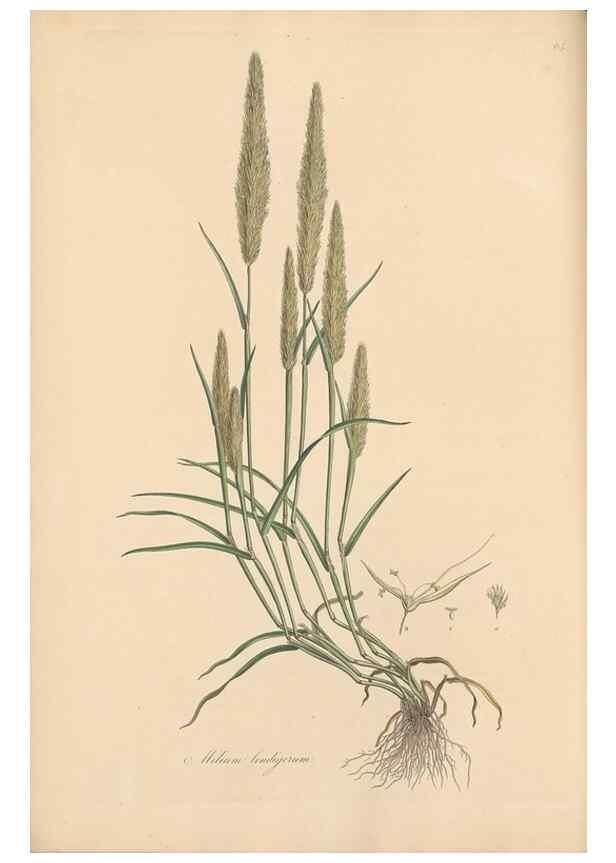 Reproducción/Reproduction 49556295138: Flora Graeca, sive, Plantarum rariorum historia, quas in provinciis aut insulis Graeciae /. Londini :Typis Richardi Taylor et socii, in Vico Shoe-Lane :MDCCCVI-MDCCCXL [1806-1840].. 