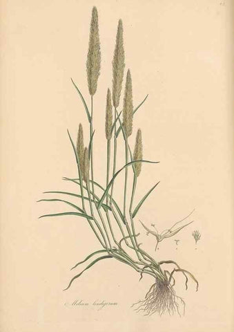 Reproducción/Reproduction 49556295138: Flora Graeca, sive, Plantarum rariorum historia, quas in provinciis aut insulis Graeciae /. Londini :Typis Richardi Taylor et socii, in Vico Shoe-Lane :MDCCCVI-MDCCCXL [1806-1840].. 