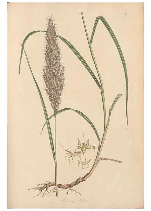 Reproducción/Reproduction 49556792296: Flora Graeca, sive, Plantarum rariorum historia, quas in provinciis aut insulis Graeciae /. Londini :Typis Richardi Taylor et socii, in Vico Shoe-Lane :MDCCCVI-MDCCCXL [1806-1840].. 