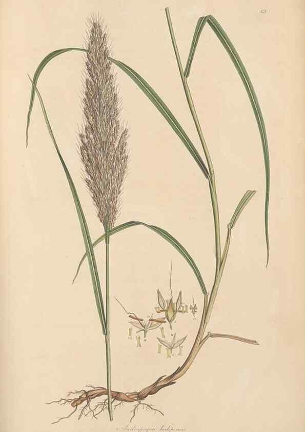 Reproducción/Reproduction 49556792296: Flora Graeca, sive, Plantarum rariorum historia, quas in provinciis aut insulis Graeciae /. Londini :Typis Richardi Taylor et socii, in Vico Shoe-Lane :MDCCCVI-MDCCCXL [1806-1840].. 
