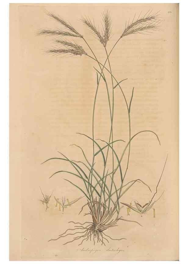 Reproducción/Reproduction 49556296058: Flora Graeca, sive, Plantarum rariorum historia, quas in provinciis aut insulis Graeciae /. Londini :Typis Richardi Taylor et socii, in Vico Shoe-Lane :MDCCCVI-MDCCCXL [1806-1840].. 