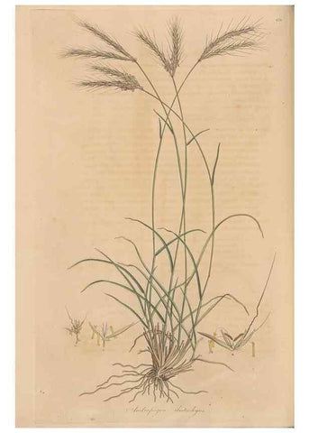 Reproducción/Reproduction 49556296058: Flora Graeca, sive, Plantarum rariorum historia, quas in provinciis aut insulis Graeciae /. Londini :Typis Richardi Taylor et socii, in Vico Shoe-Lane :MDCCCVI-MDCCCXL [1806-1840].. 
