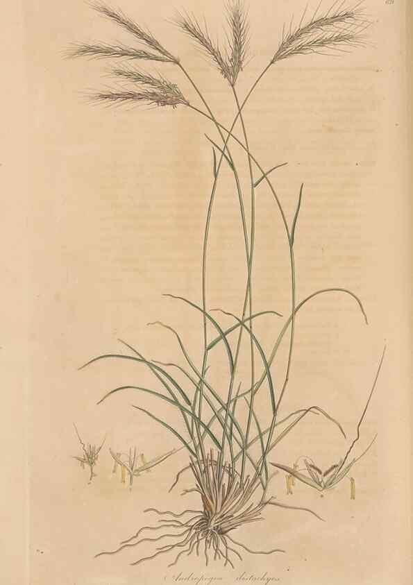 Reproducción/Reproduction 49556296058: Flora Graeca, sive, Plantarum rariorum historia, quas in provinciis aut insulis Graeciae /. Londini :Typis Richardi Taylor et socii, in Vico Shoe-Lane :MDCCCVI-MDCCCXL [1806-1840].. 