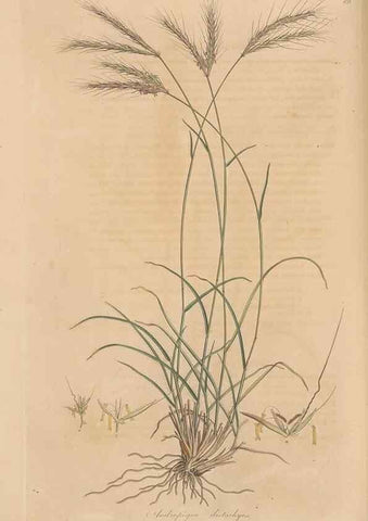 Reproducción/Reproduction 49556296058: Flora Graeca, sive, Plantarum rariorum historia, quas in provinciis aut insulis Graeciae /. Londini :Typis Richardi Taylor et socii, in Vico Shoe-Lane :MDCCCVI-MDCCCXL [1806-1840].. 