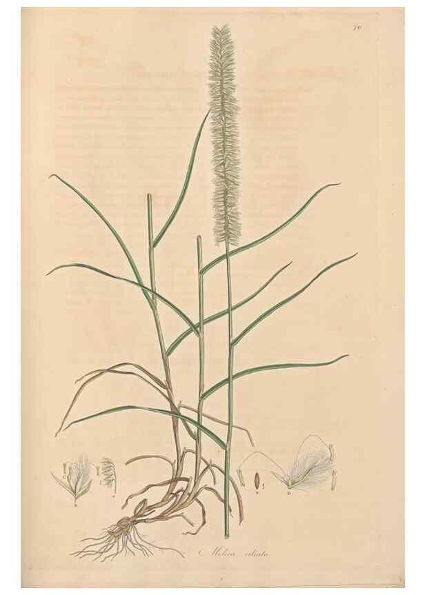 Reproducción/Reproduction 49557030472: Flora Graeca, sive, Plantarum rariorum historia, quas in provinciis aut insulis Graeciae /. Londini :Typis Richardi Taylor et socii, in Vico Shoe-Lane :MDCCCVI-MDCCCXL [1806-1840].. 