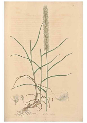 Reproducción/Reproduction 49557030472: Flora Graeca, sive, Plantarum rariorum historia, quas in provinciis aut insulis Graeciae /. Londini :Typis Richardi Taylor et socii, in Vico Shoe-Lane :MDCCCVI-MDCCCXL [1806-1840].. 