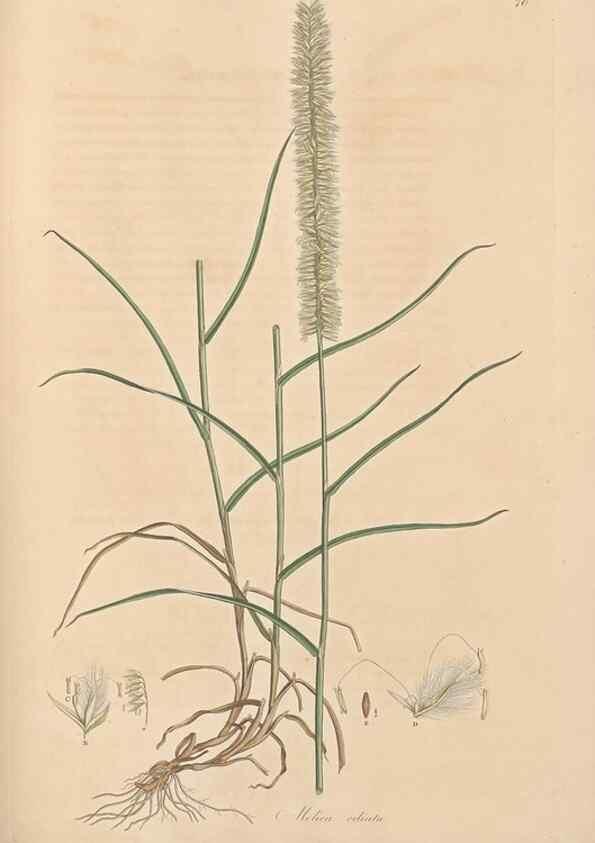 Reproducción/Reproduction 49557030472: Flora Graeca, sive, Plantarum rariorum historia, quas in provinciis aut insulis Graeciae /. Londini :Typis Richardi Taylor et socii, in Vico Shoe-Lane :MDCCCVI-MDCCCXL [1806-1840].. 
