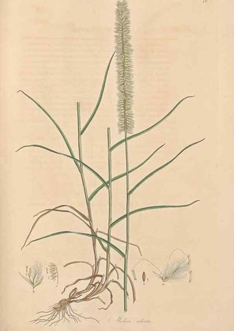 Reproducción/Reproduction 49557030472: Flora Graeca, sive, Plantarum rariorum historia, quas in provinciis aut insulis Graeciae /. Londini :Typis Richardi Taylor et socii, in Vico Shoe-Lane :MDCCCVI-MDCCCXL [1806-1840].. 