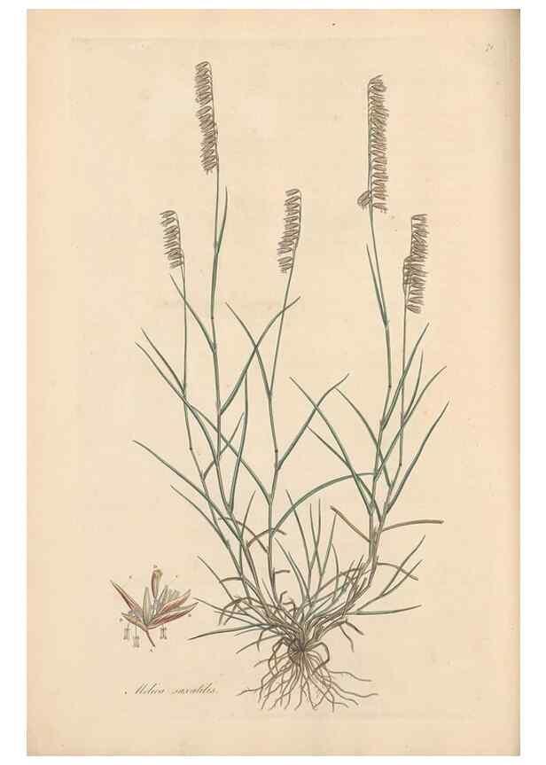 Reproducción/Reproduction 49557030787: Flora Graeca, sive, Plantarum rariorum historia, quas in provinciis aut insulis Graeciae /. Londini :Typis Richardi Taylor et socii, in Vico Shoe-Lane :MDCCCVI-MDCCCXL [1806-1840].. 