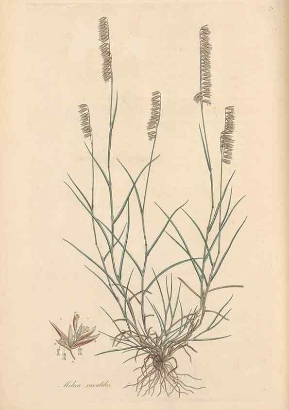 Reproducción/Reproduction 49557030787: Flora Graeca, sive, Plantarum rariorum historia, quas in provinciis aut insulis Graeciae /. Londini :Typis Richardi Taylor et socii, in Vico Shoe-Lane :MDCCCVI-MDCCCXL [1806-1840].. 