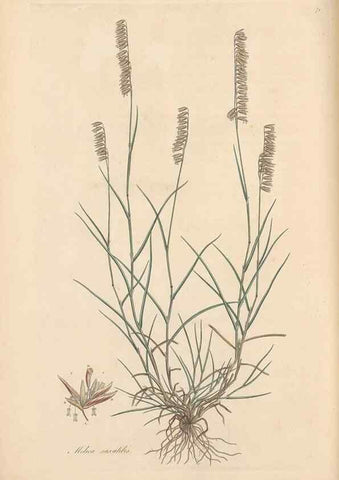 Reproducción/Reproduction 49557030787: Flora Graeca, sive, Plantarum rariorum historia, quas in provinciis aut insulis Graeciae /. Londini :Typis Richardi Taylor et socii, in Vico Shoe-Lane :MDCCCVI-MDCCCXL [1806-1840].. 
